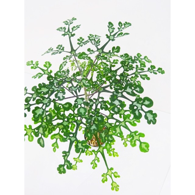 アデニア ペリエリ Adenia perrieri