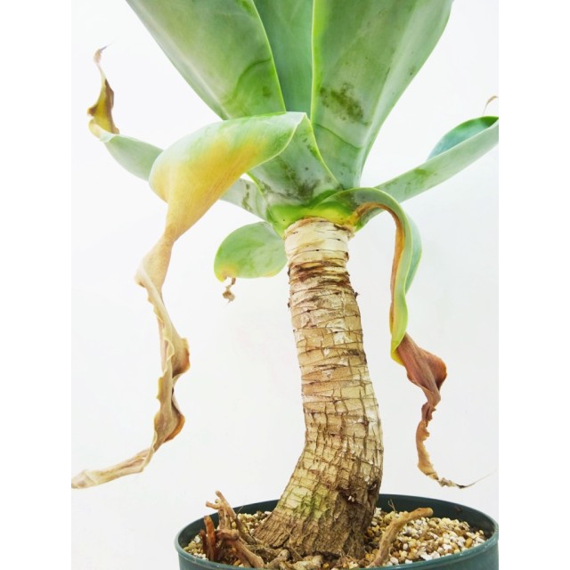 アガベ ハンチントンブルー Agave aff. attenuata 'Huntington アガベ ハンチントンブルー Agave aff. attenuata 'Huntington