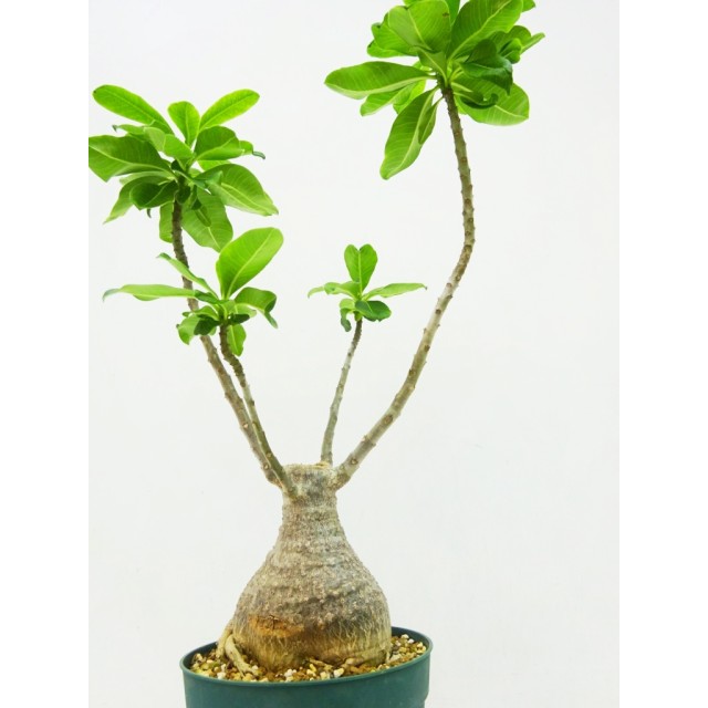 パキポディウム デカリー Pachypodium decaryi 20200630 | SPG