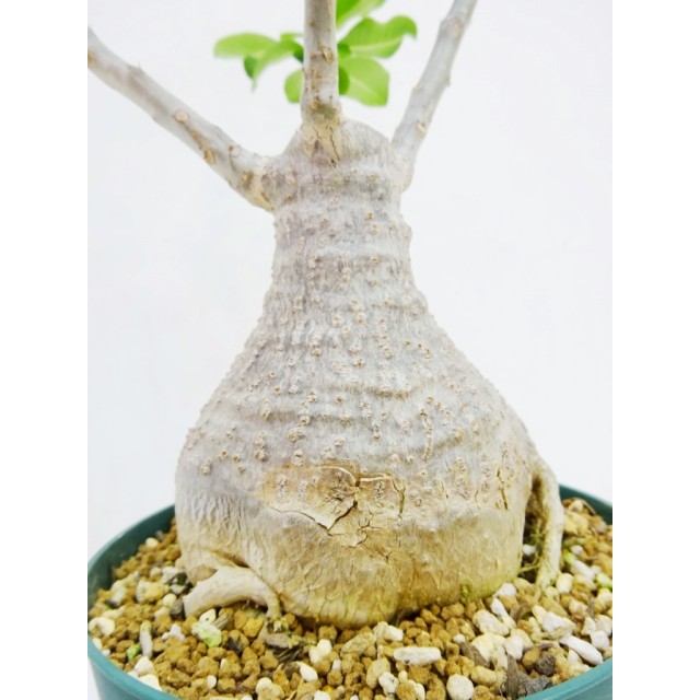 パキポディウム デカリー Pachypodium decaryi - Special Plants