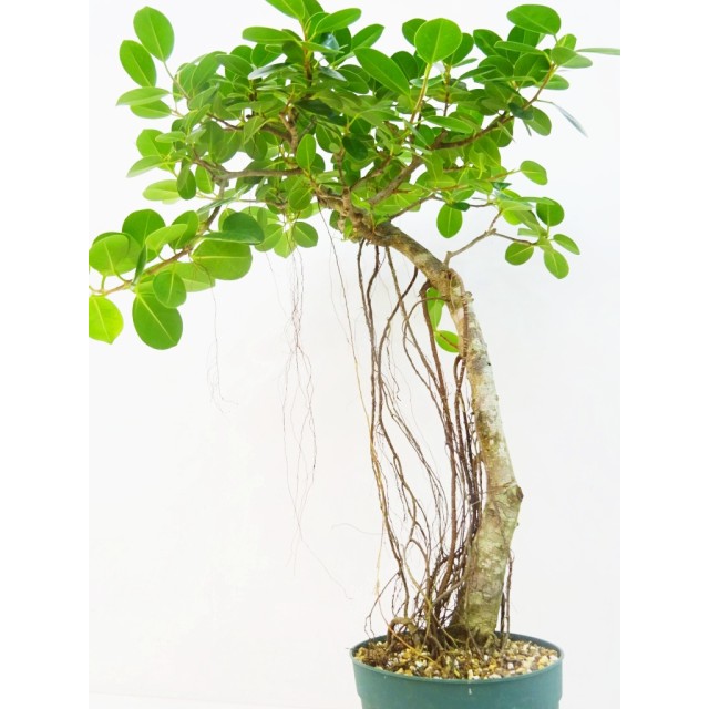 フィカス パンダガジュマル Ficus sp.'Pand...