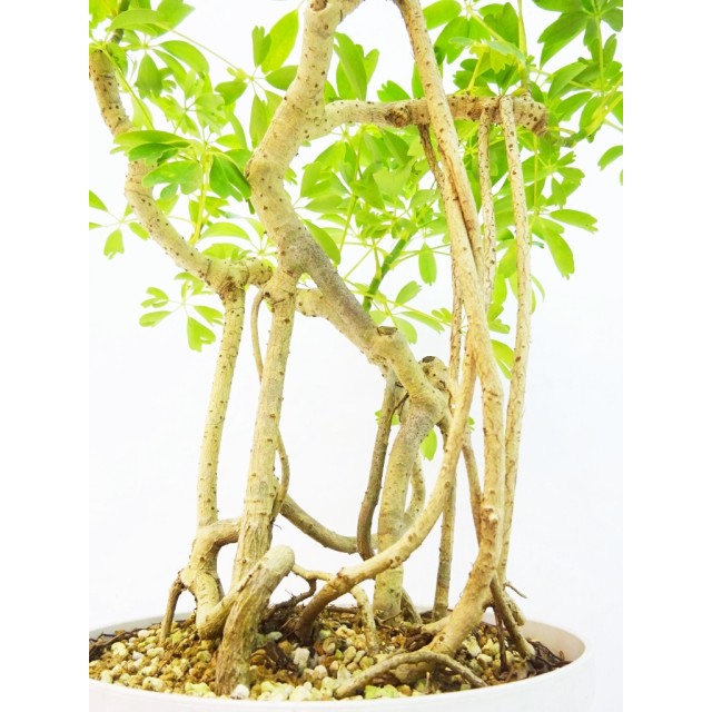 シェフレラ レナータ Schefflera arboricol...