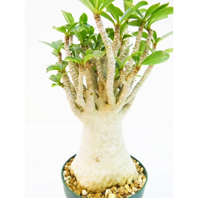 アデニウム アラビクム 矮性 Adenium arabi...