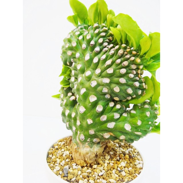 ユーフォルビア 麒麟角 矮生綴化 Euphorbia...
