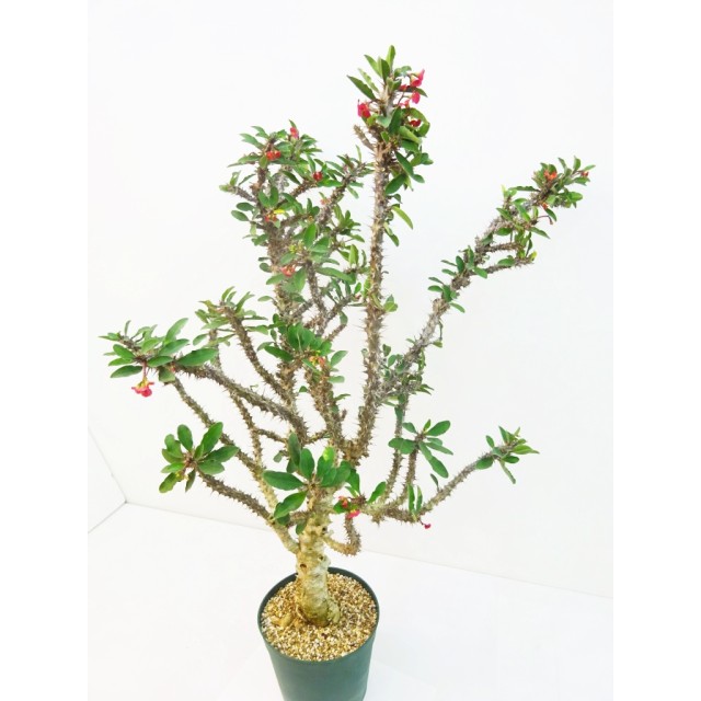 ユーフォルビア ワインレッド Euphorbia hy...