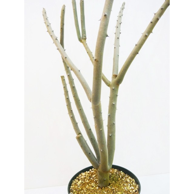 アローディア デュモーサ Alluaudia dumosa