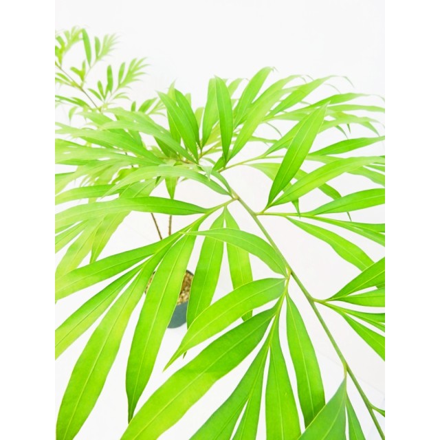 サイカス デバオエンシス Cycas debaoensis