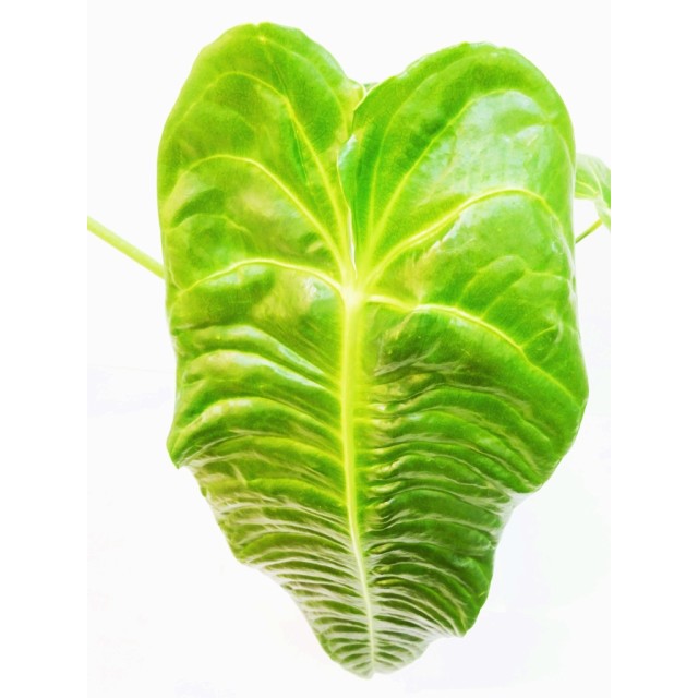 アンスリウム ベイチー Anthurium veitchii