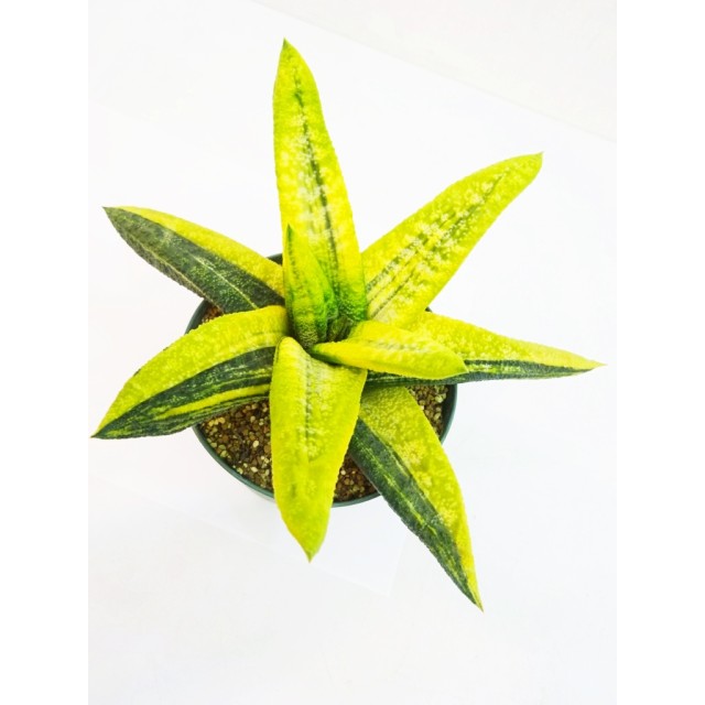 ガステリア 春鶯囀錦 Gasteria batesiana '...