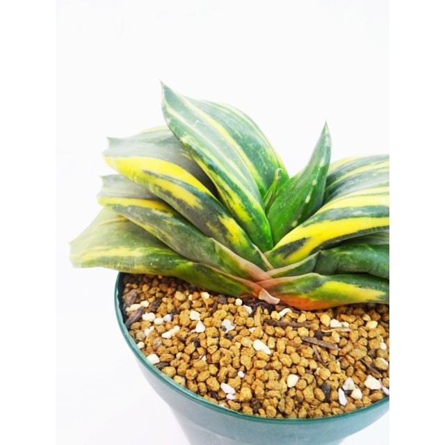 ガステリア 臥牛錦 Gasteria armstrongii '...