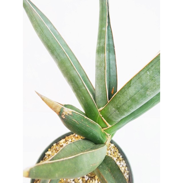サンセベリア エアスティア Sansevieria hy...