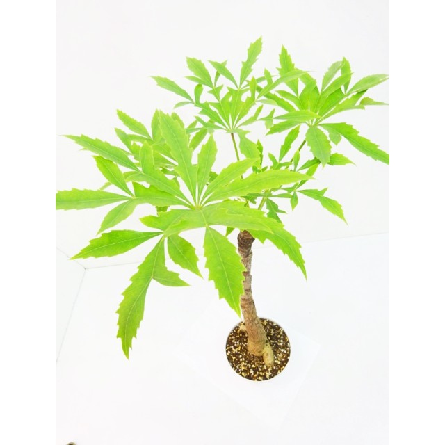 クッソニア パニキュラータ Cussonia panic...