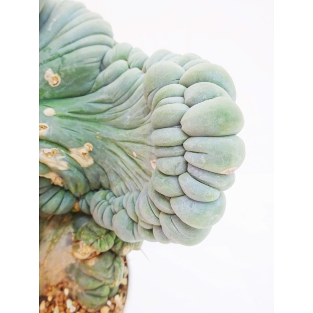 トリコセレウス 珍宝閣 綴化 Trichocereus...