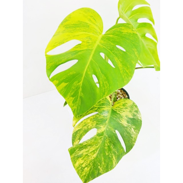 モンステラ ボルシギアーナ 黄斑  Monstera...