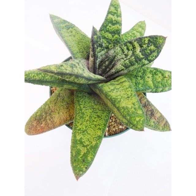 ガステリア 春鶯囀 (短葉) Gasteria batesi...