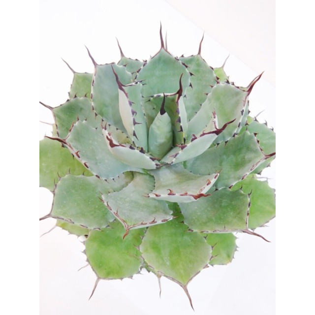 アガベ 吉祥冠 Agave sp 'Kissyoukan'