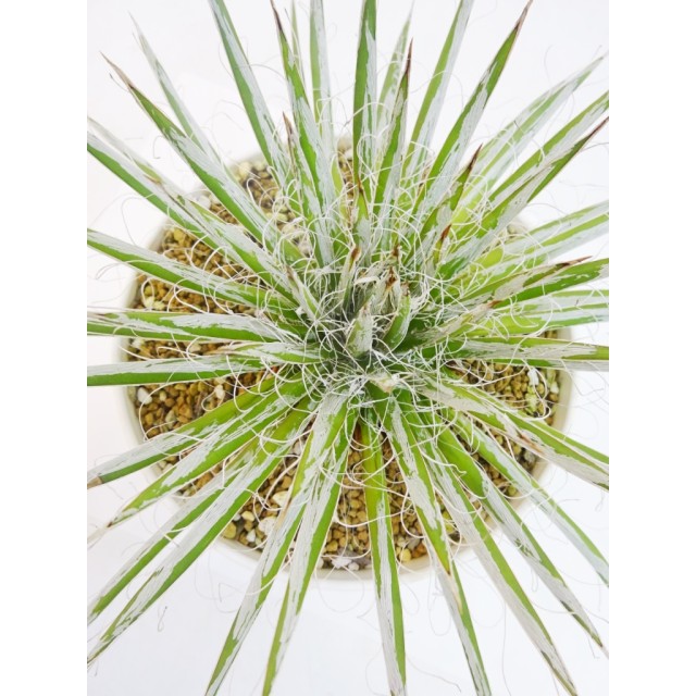 アガベ 樹氷 Agave toumeyana 'Jyuhyo'