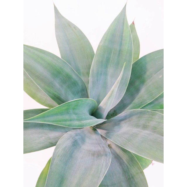 アガベ ハンチントンブルー Agave aff. attenuata 'Huntington