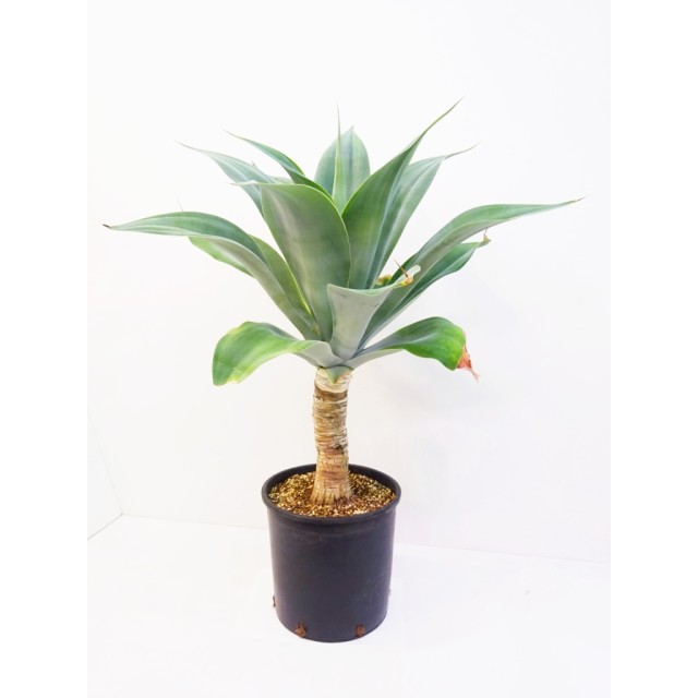 【公式】アクセサリーの激安通販 Agave ハンチントンブルー アガベ aff. 'Huntington attenuata アガベ