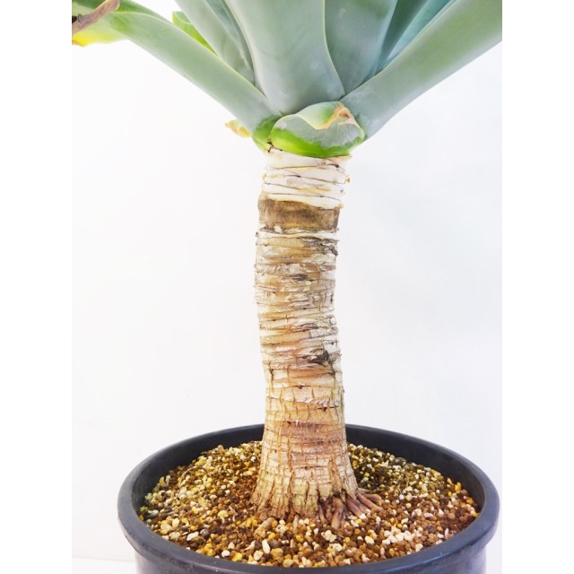 アガベ ハンチントンブルー Agave aff. attenuata 'Huntington