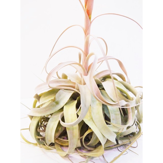 チランジア キセログラフィカ Tillandsia x...