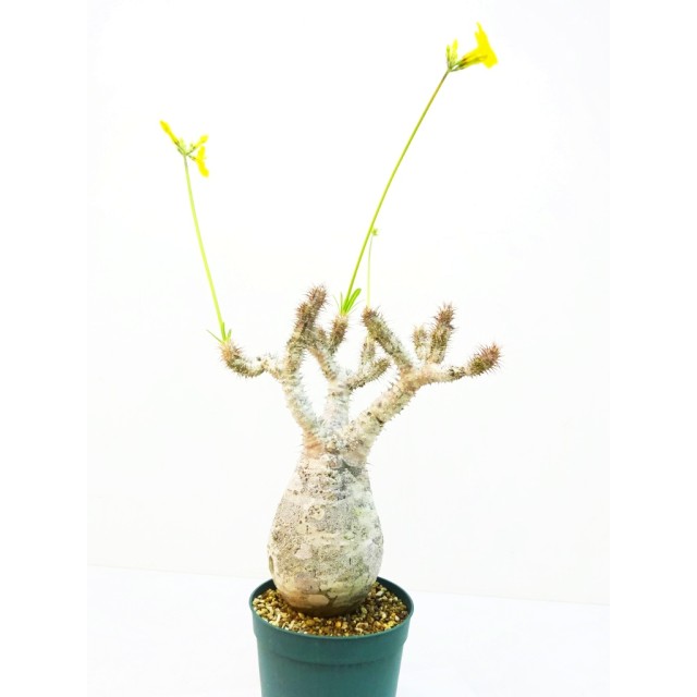 パキポディウム グラキリス Pachypodium ro...