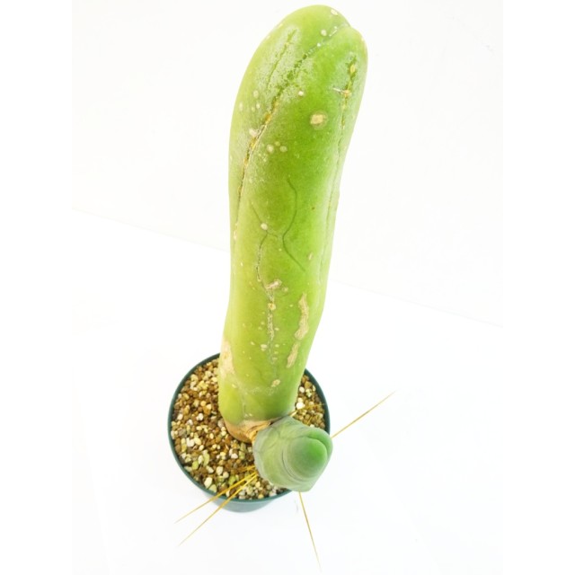 トリコセレウス 珍宝閣 Trichocereus macro...
