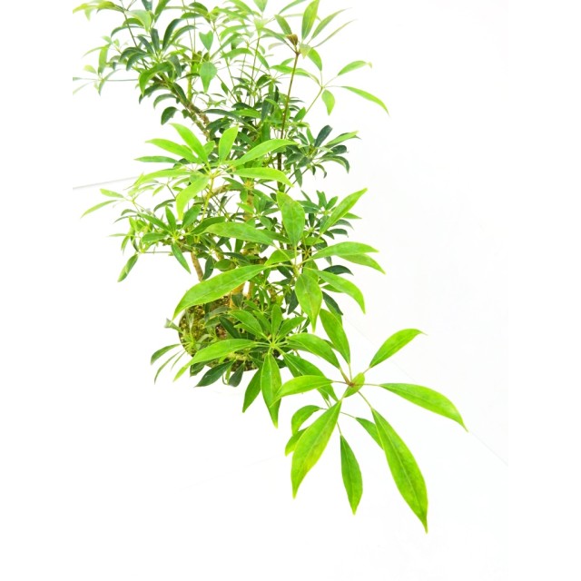 シェフレラ 極姫 Schefflera arboricola ''...