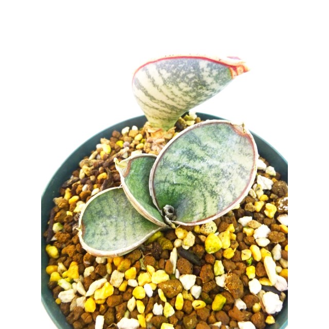 サンセベリア チャヒニアニー Sansevieria...
