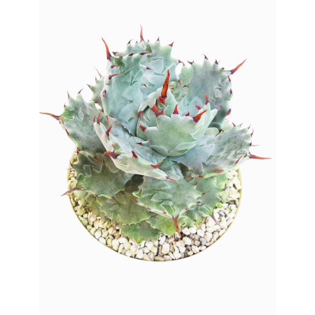 アガベ イスツメンシス Agave isthmensis