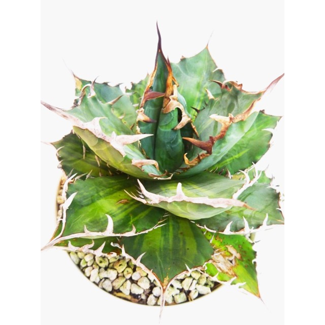 アガベ FO-076 黄縞斑 Agave FO-076 'Yello...