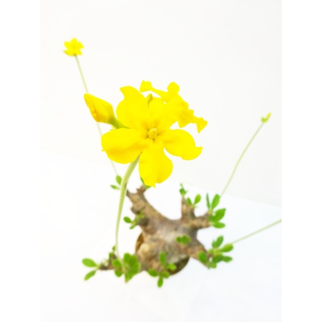 パキポディウム デンシフローラム Pachypod...