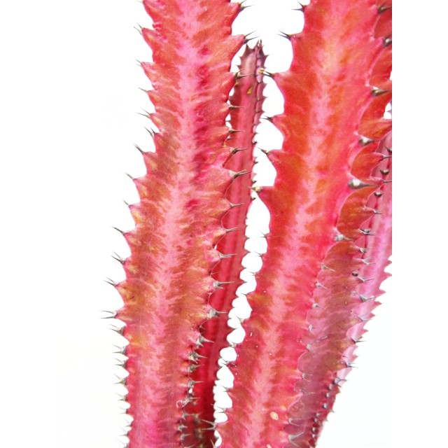 ユーフォルビア 特紅彩雲閣 Euphorbia trig...