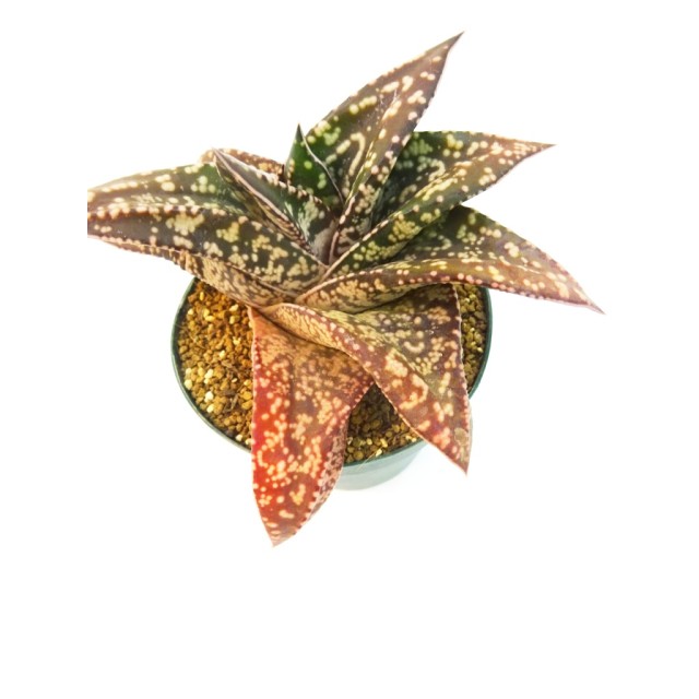 ガステリア 臥牛竜(極白点照葉) Gasteria n...