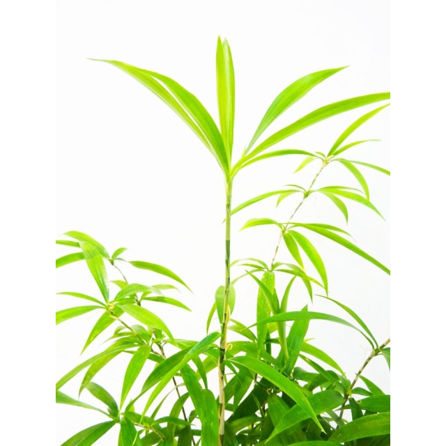 ドラセナ AFF スルクローサ 笹葉 Dracaena...
