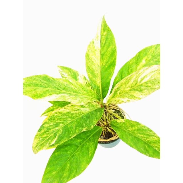 アンスリウム フーケリー錦 Anthurium hook...