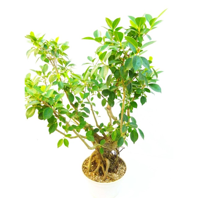 フィカス ガジュマルの木 Ficus microcarpa