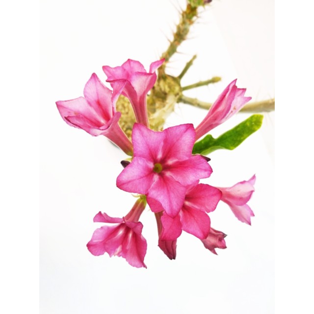 パキポディウム アリドランズ Pachypodium...