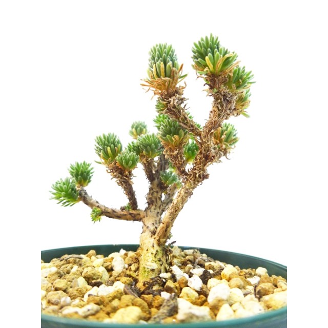 セダム 小松緑 Sedum multiceps