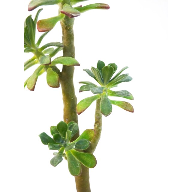 セダム トルローサム Sedum torulosum