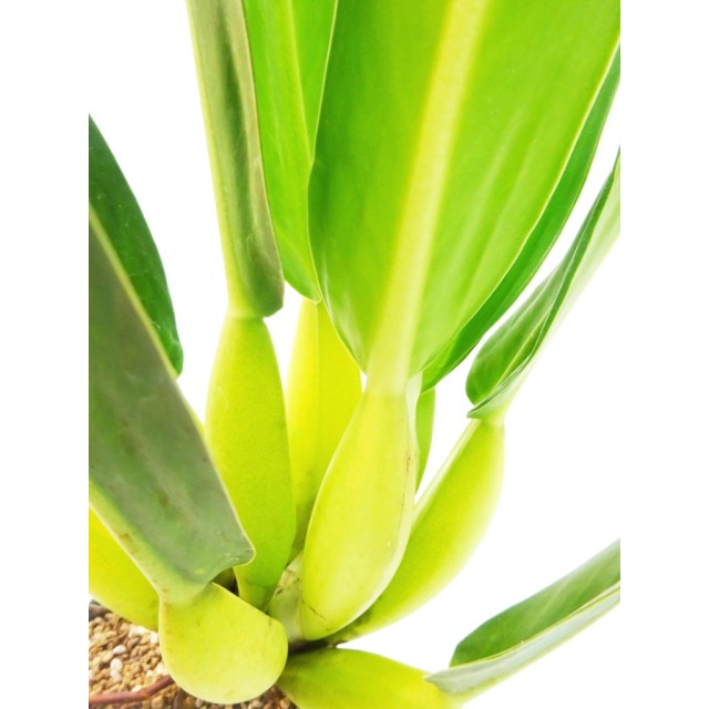 フィロデンドロン キャニホ Philodendron m...