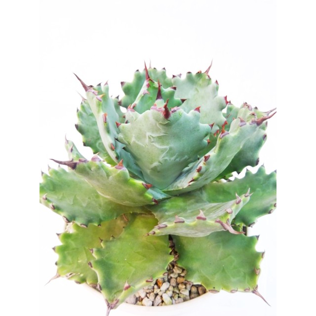 アガベ 甲蟹 Agave isthmensis 'KabutoGani...