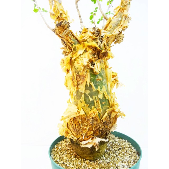 ブルセラ ファガロイデス Bursera fagaroid...
