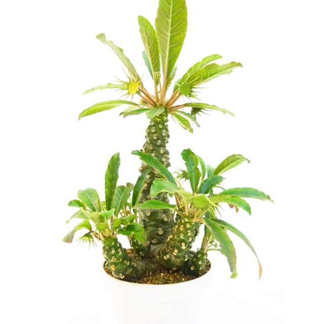 ドルステニア クリスパ Dorstenia crispa