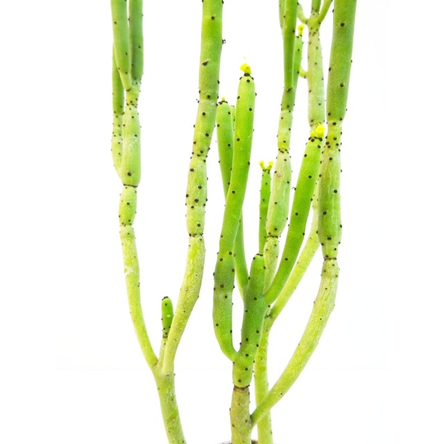 ユーフォルビア オンコクラーダ Euphorbia...