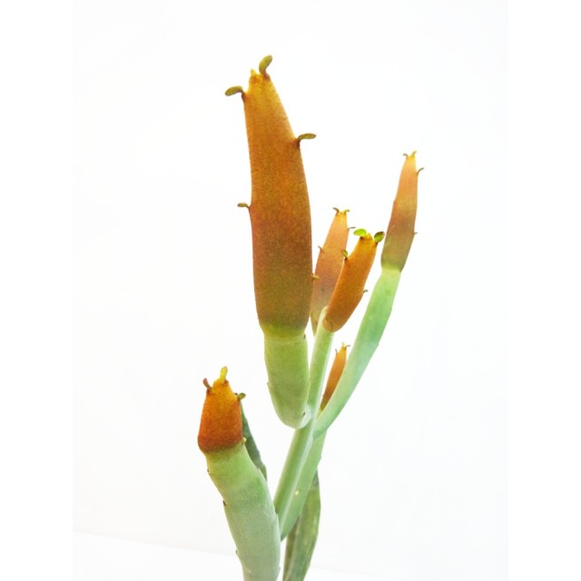 ユーフォルビア 硬葉麒麟 Euphorbia crassa