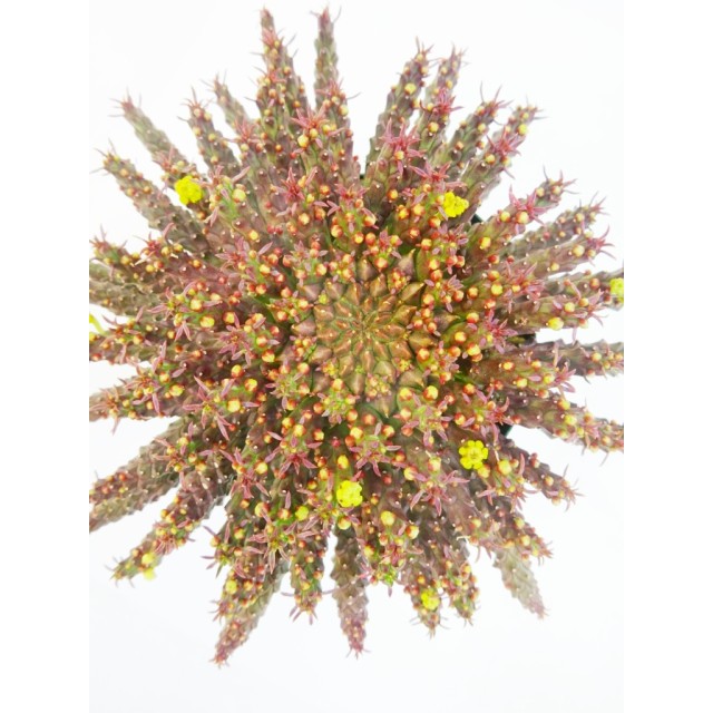 ユーフォルビア 孔雀丸 Euphorbia flanagan...