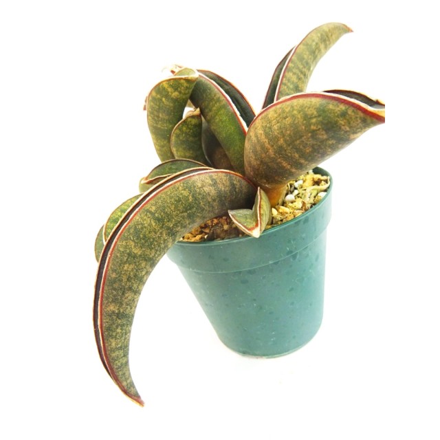 サンセベリア ピンクバット Sansevieria ha...