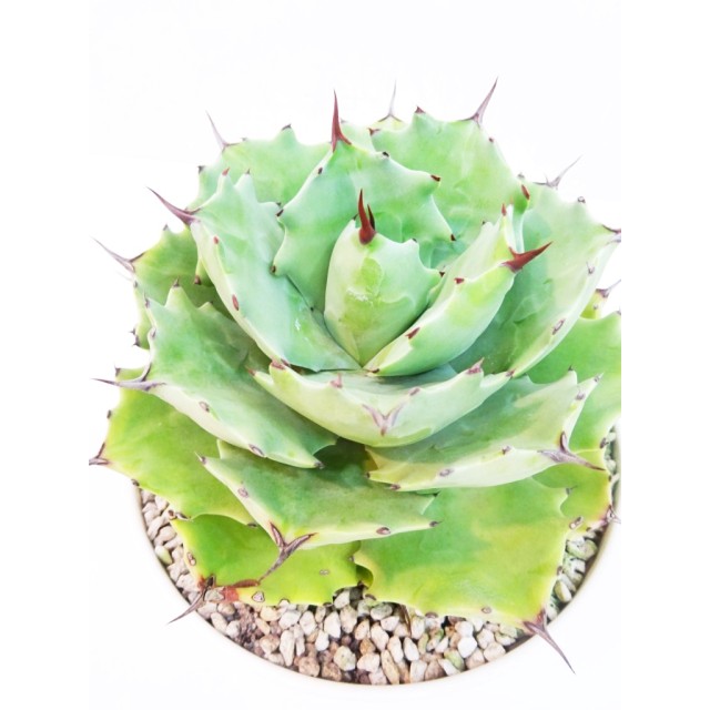 アガベ イスツメンシス グリーン達磨 Agave...