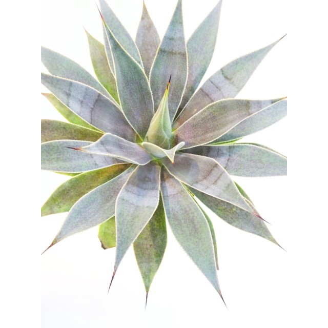 アガベ ラベンダーレディー Agave hyb. 'La...